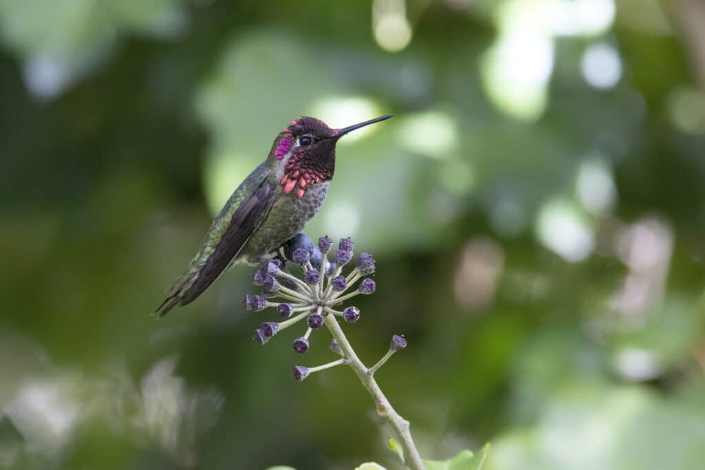 Colibrì di Anna maschio