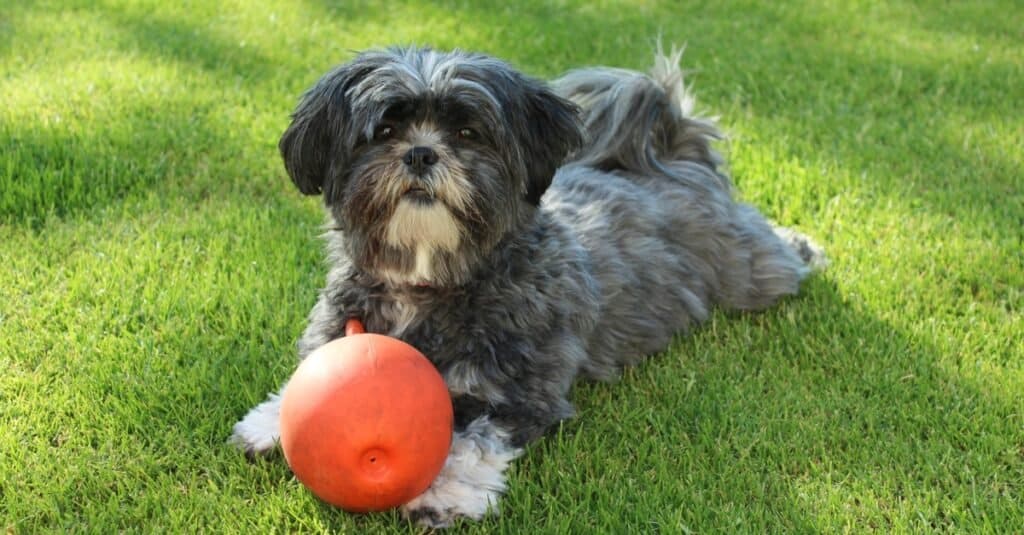 Lhasa Apso gioca con una palla in giardino.