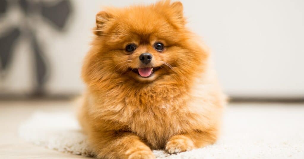 Cucciolo di Pomerania sdraiato sul tappeto