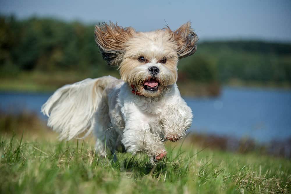 Shih Tzu (Canis familiaris) - corre attraverso un campo erboso vicino al lago