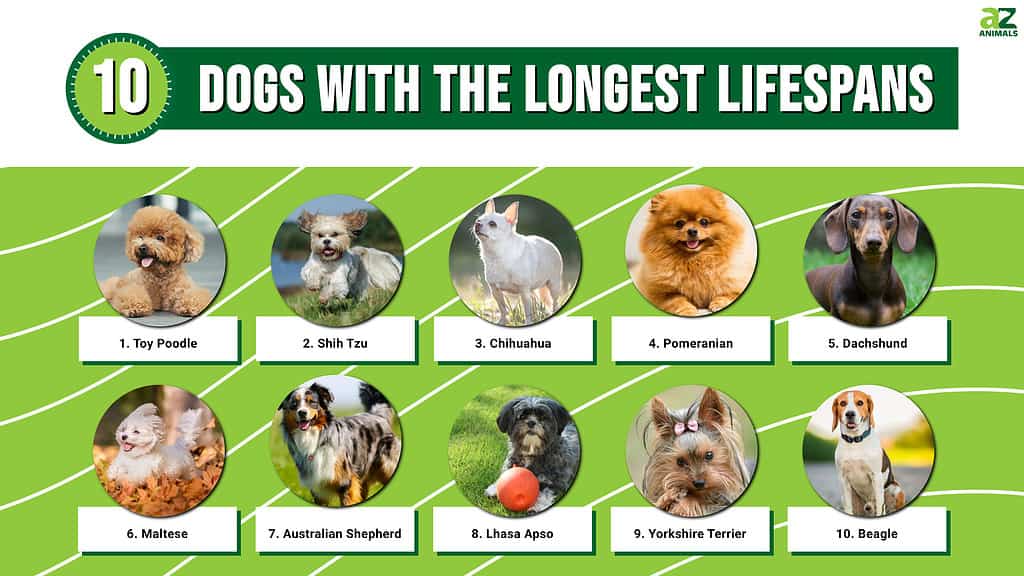 Infografica dei 10 cani con la durata di vita più lunga