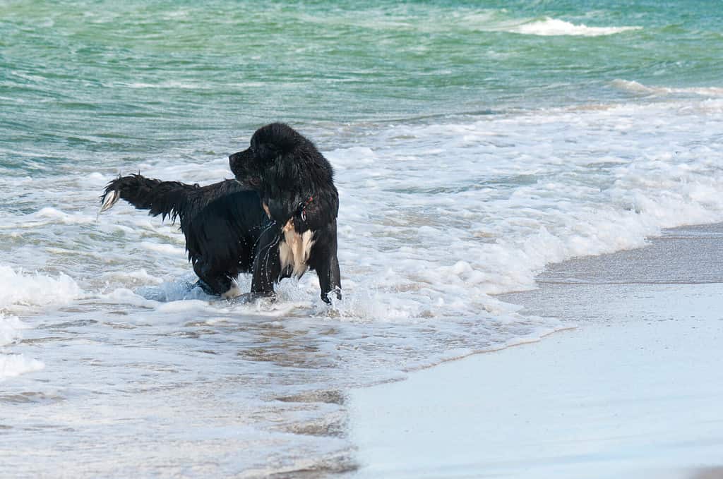 Cane di Terranova in acqua durante l'addestramento al salvataggio