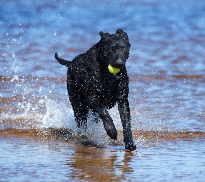 miglior cane di grossa taglia - Curly-Coated Retriever