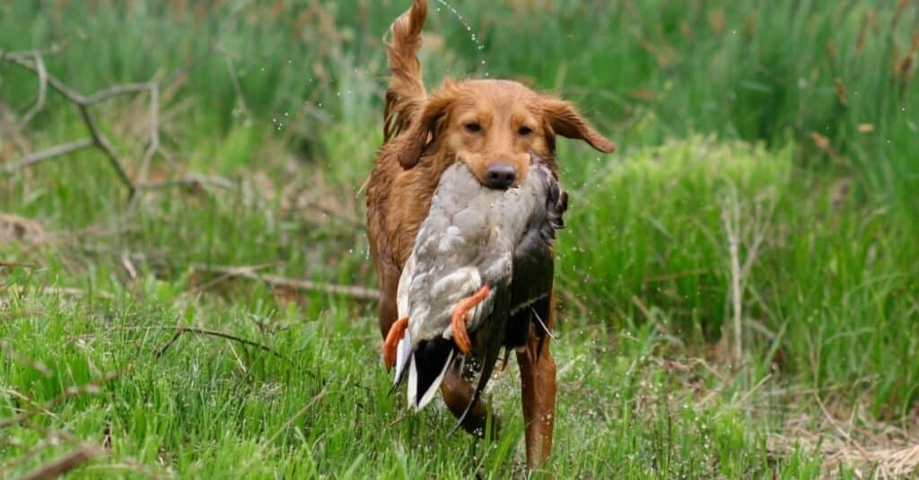 Un Nova Scotia Duck Tolling Retriever (NSDTR o Toller) recupera un'anatra selvatica.