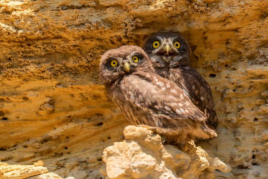 Due piccoli gufi o Athene noctua