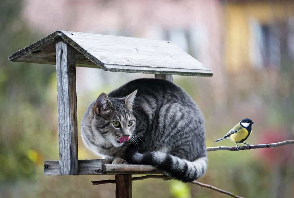 Gatto appollaiato su una casetta per uccelli che caccia un uccello