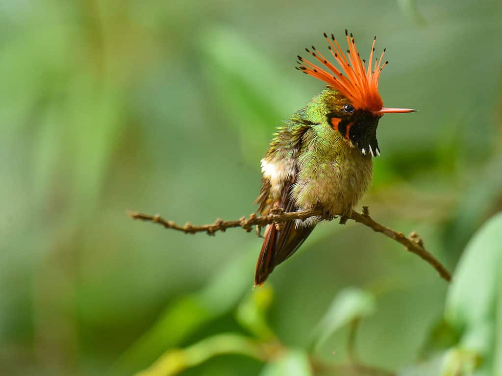 Coquette crestata rossiccia