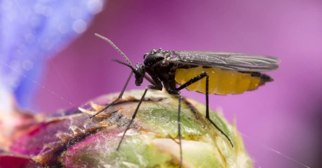 moscerini contro moscerini della frutta