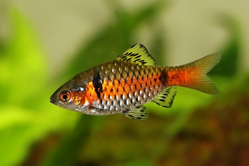 Pesce d'acqua dolce per acquario Pethia padamya di Odessa