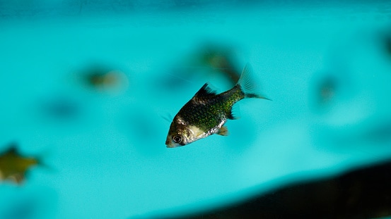 pethia nigrofasciata pesce in un acquario