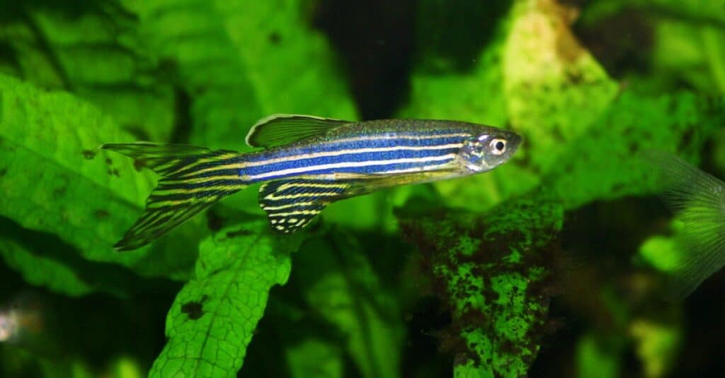 pesce zebra-zebra-danio