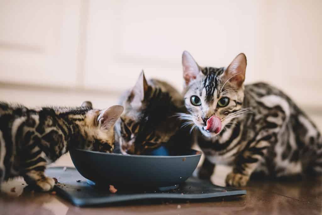 Giovani gattini del Bengala che mangiano insieme. Allevamento di gatti in casa. Animali domestici carini