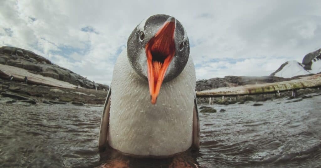 pinguino in acqua con il becco aperto