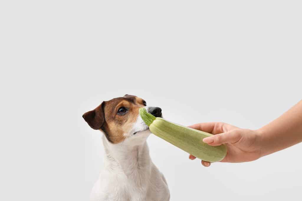 Le zucchine sono un premio salutare per i cani