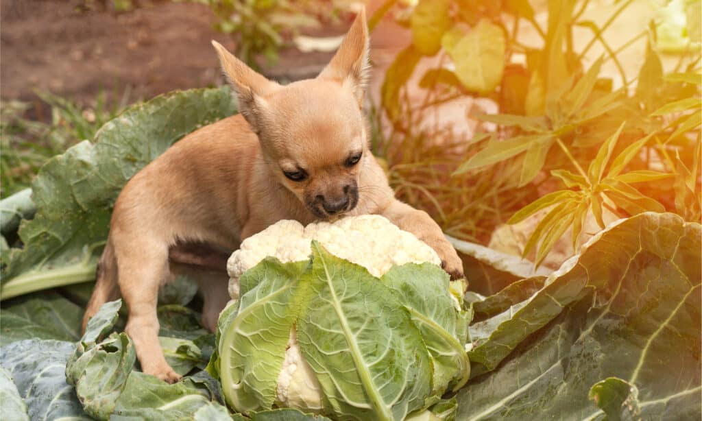 Il cavolfiore offre alcuni benefici essenziali per la salute dei cani