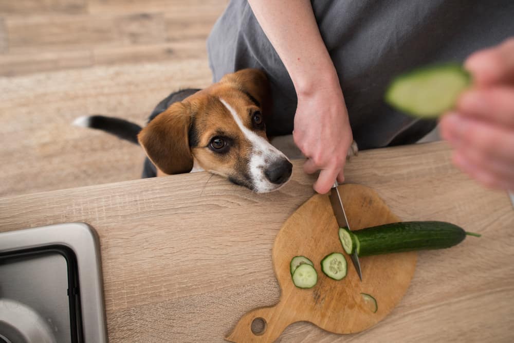 I cetrioli sono un sano spuntino per gli animali domestici