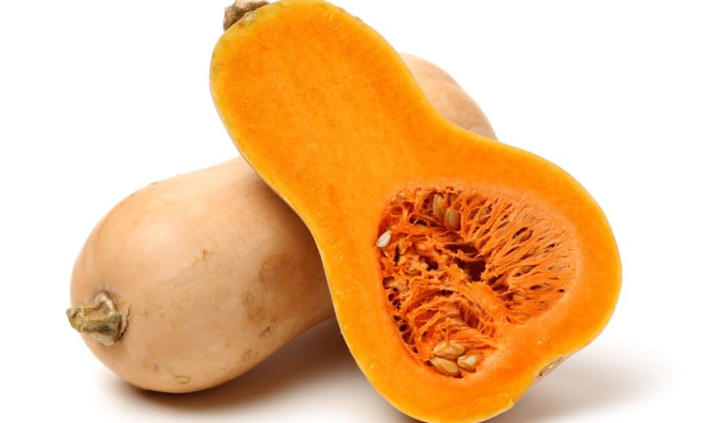 I cani possono mangiare tranquillamente la zucca butternut cotta al naturale