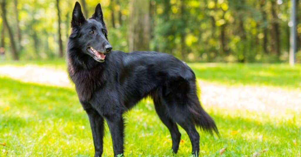 Bellissimo cane Groenendael nel parco.