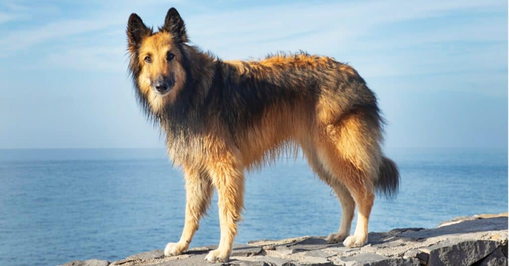 Tervuren in piedi su una roccia sopra l'oceano