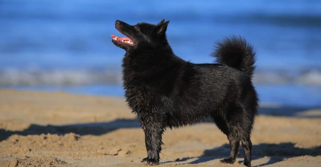 Schipperke gioca in spiaggia.