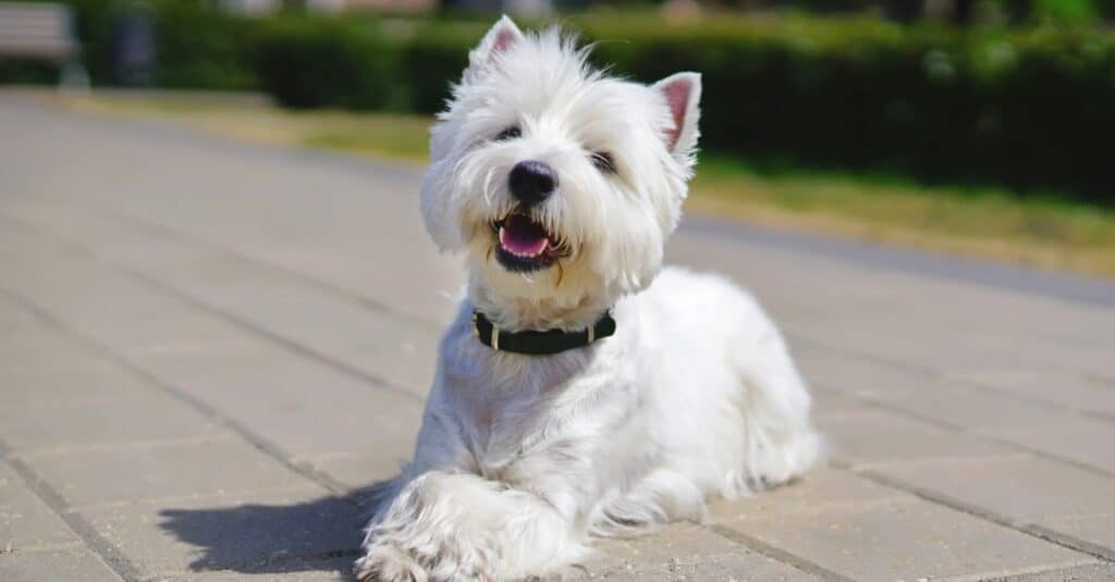 West Highland Terrier con taglio di capelli fresco adagiato sui marciapiedi