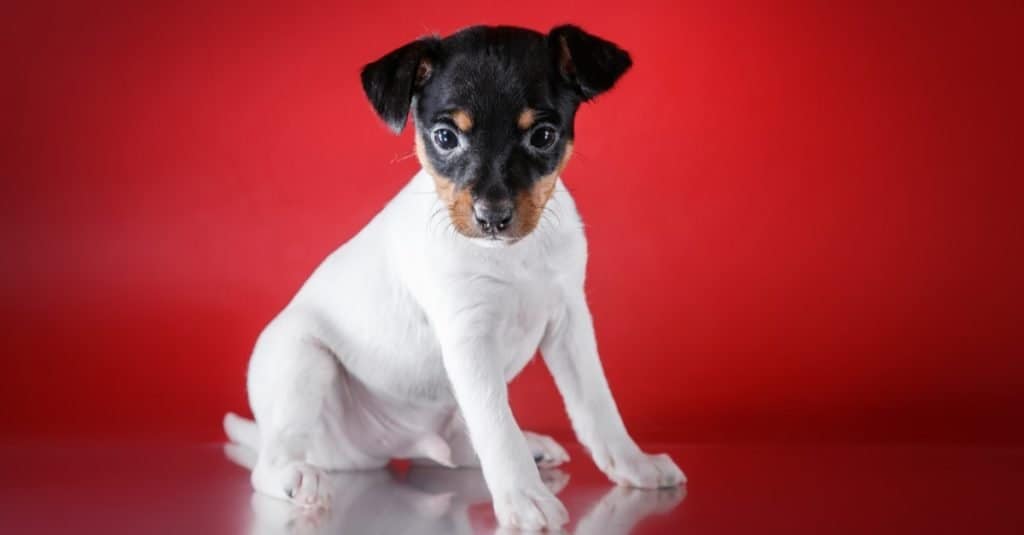 Cucciolo di toy fox terrier, cucciolo ritratto in studio su sfondo rosso