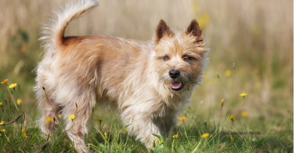 Tipi di cani terrier