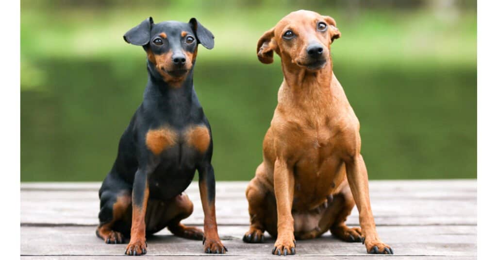 Pinscher nano - cuccioli seduti insieme