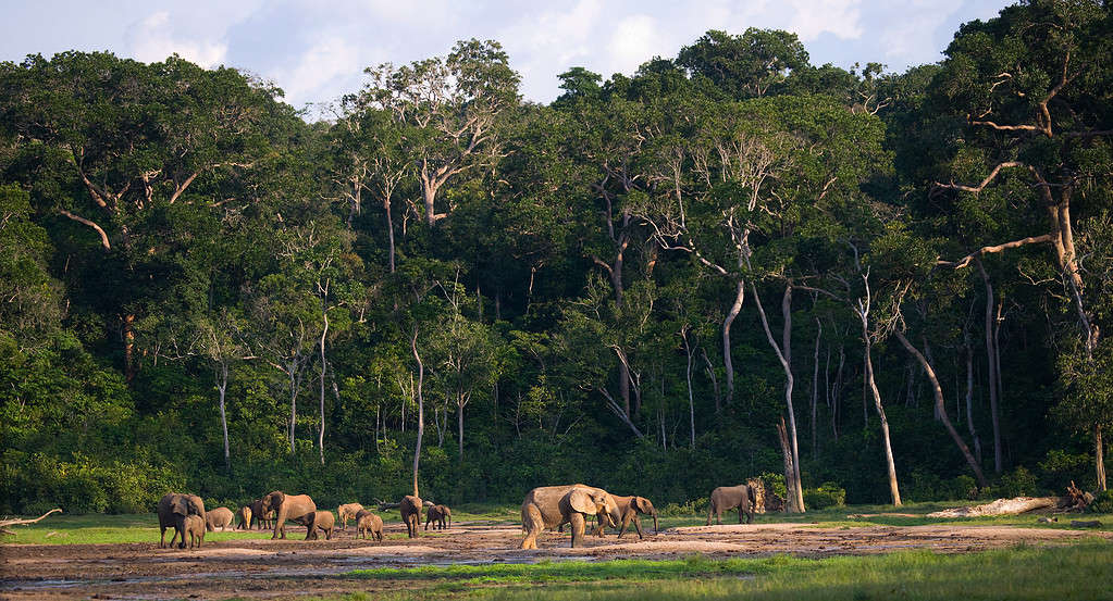 Gruppo di elefanti della foresta al limite della foresta. Repubblica del Congo. Riserva speciale di Dzanga-Sangha. Repubblica Centrafricana.