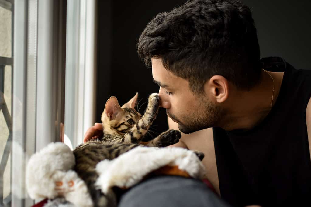 Gattino bengala gatto domestico e uomo coccole