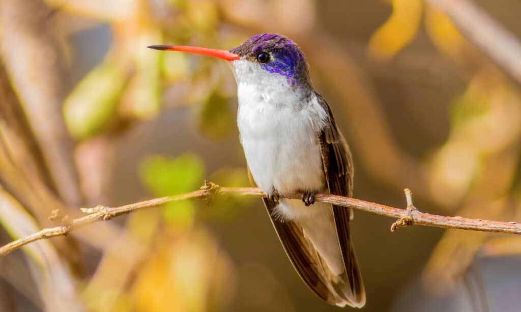 Colibrì dalla corona viola