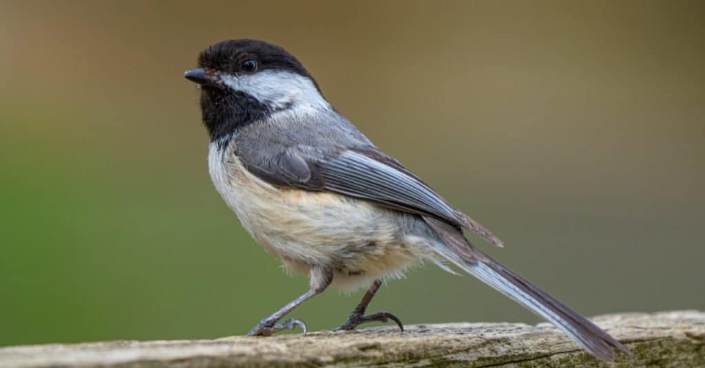 La cincia dal cappuccio nero aspetta i semi per uccelli mentre è appollaiata lì vicino al parco