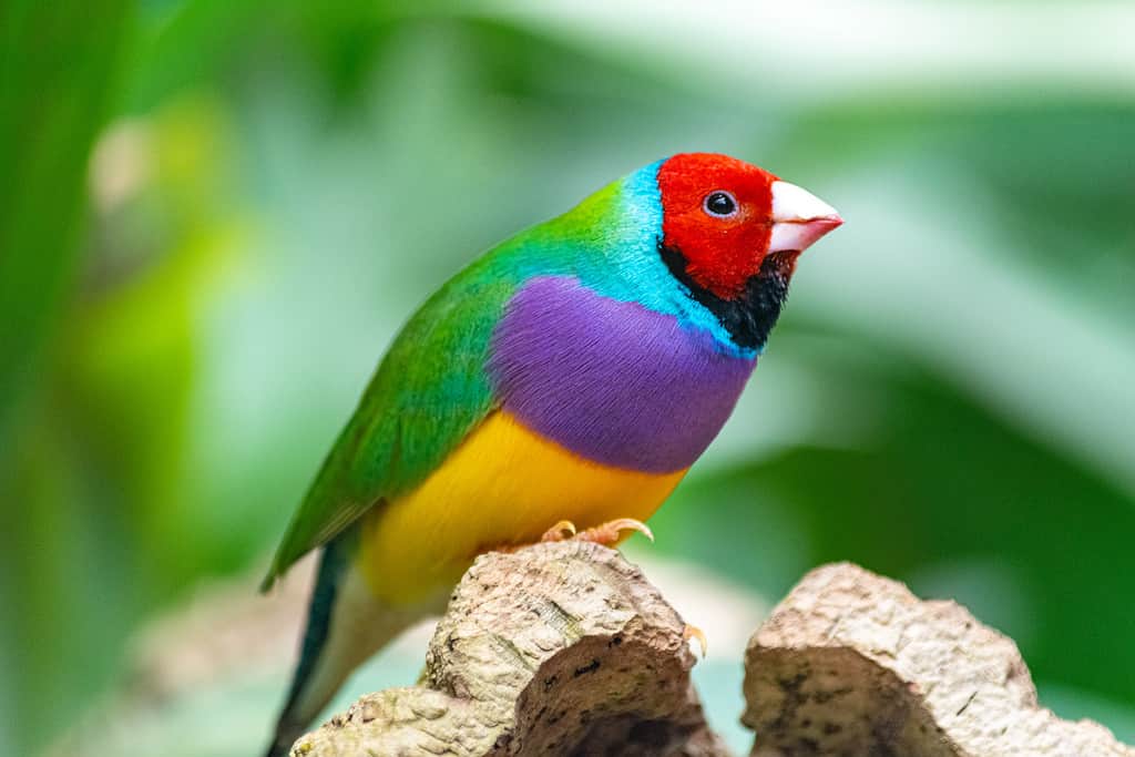 Uccello del diamante di Gould appollaiato che guarda a destra