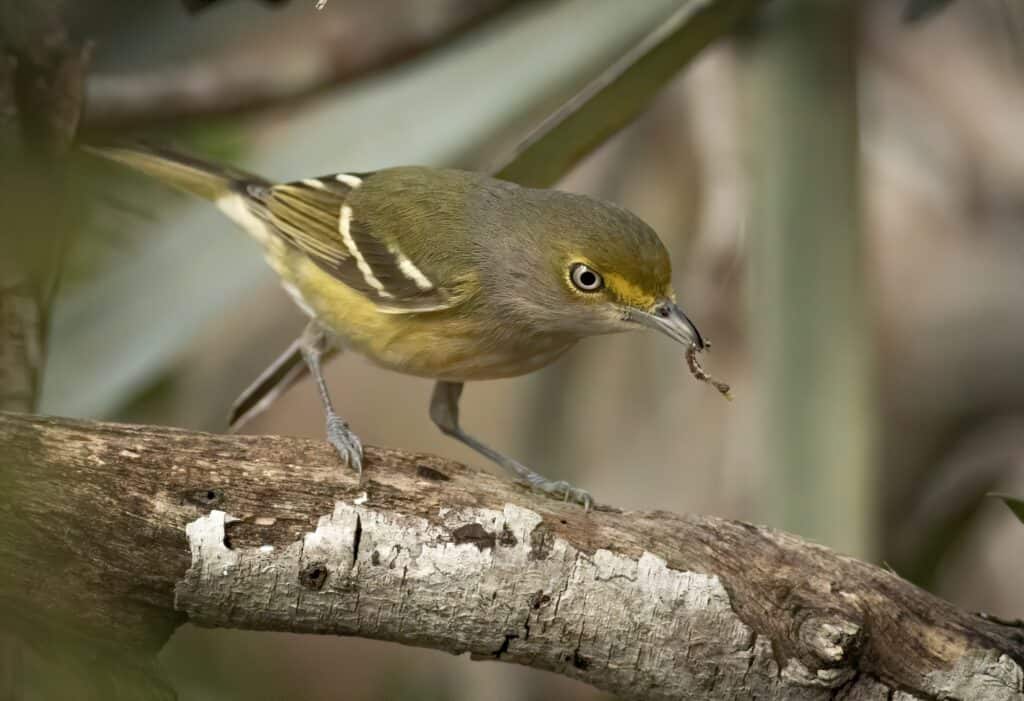 Un vireo dagli occhi bianchi con un bruco in bocca