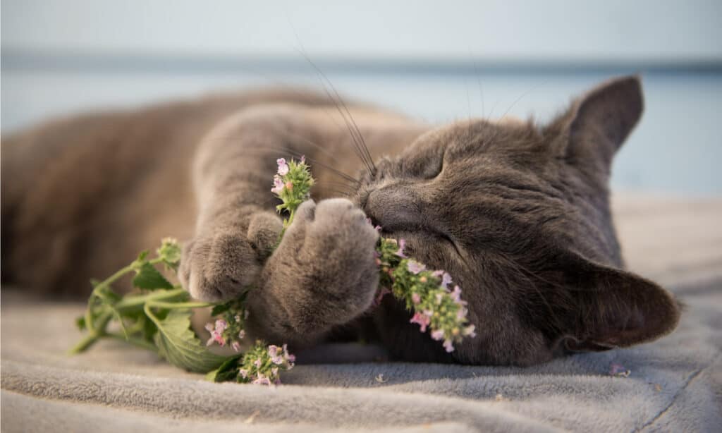 Cosa fa l'erba gatta ai gatti?