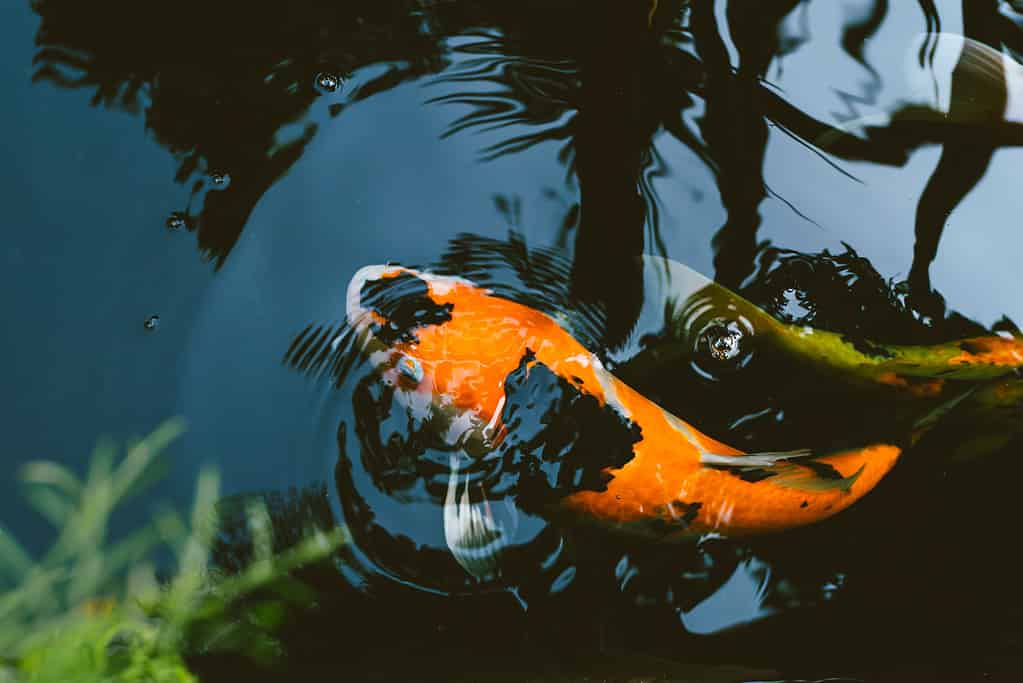 Pesce koi Showa che nuota nello stagno: uno dei pesci koi più costosi