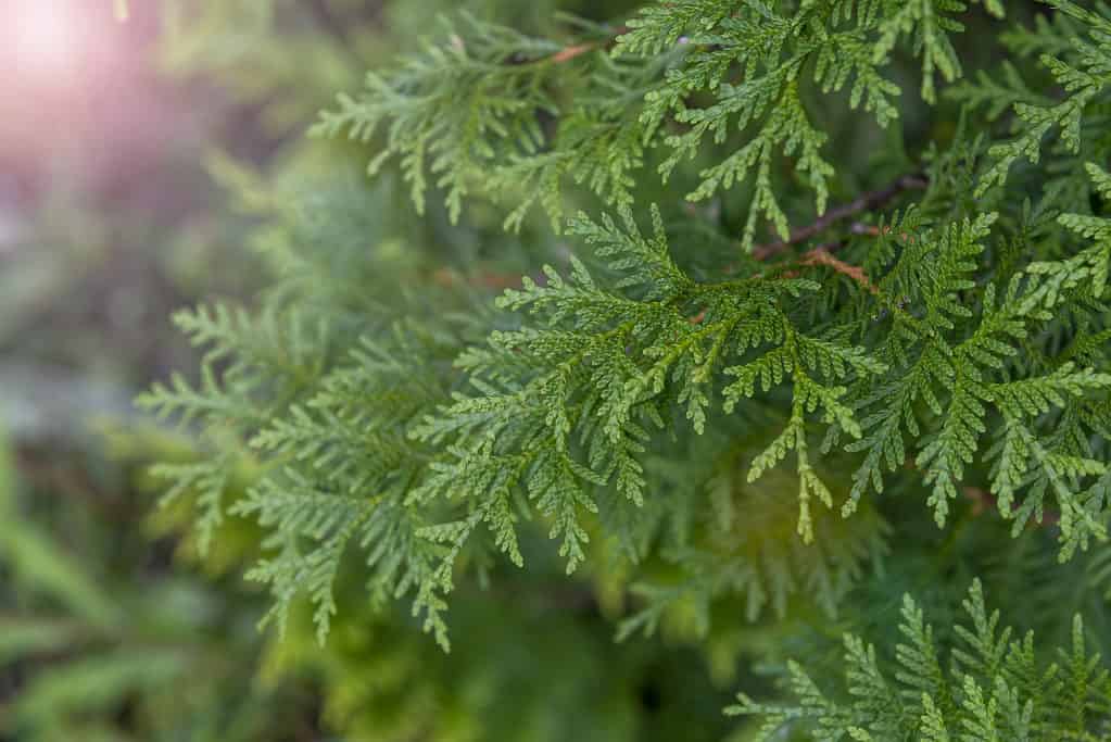 Thuja occidentalis cedro bianco