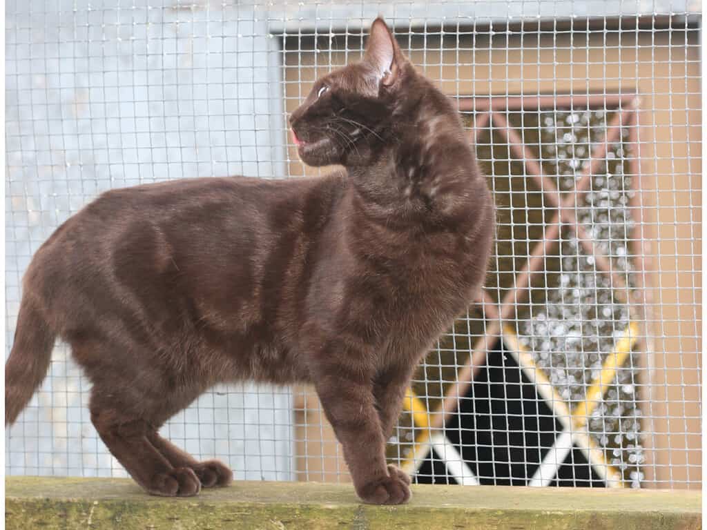 Gatto del Bengala in marmo di cioccolato solido