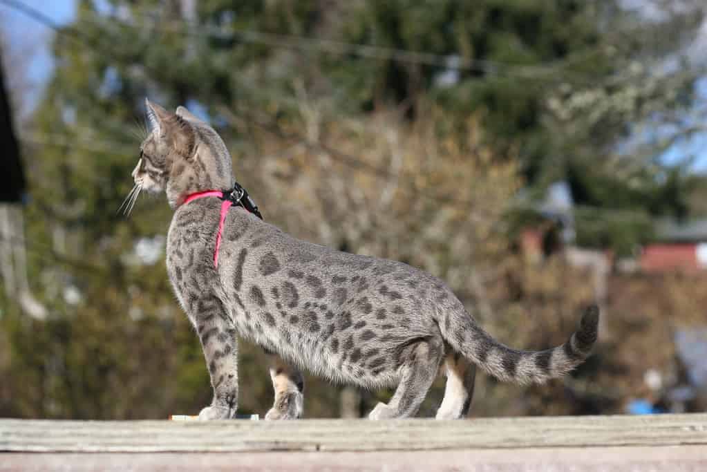 Gatto Bengala maculato blu G3