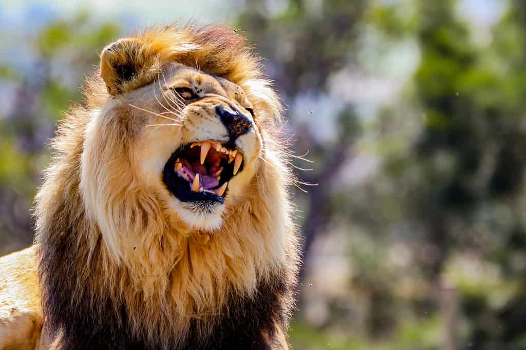 Leone maschio ruggente con criniera impressionante