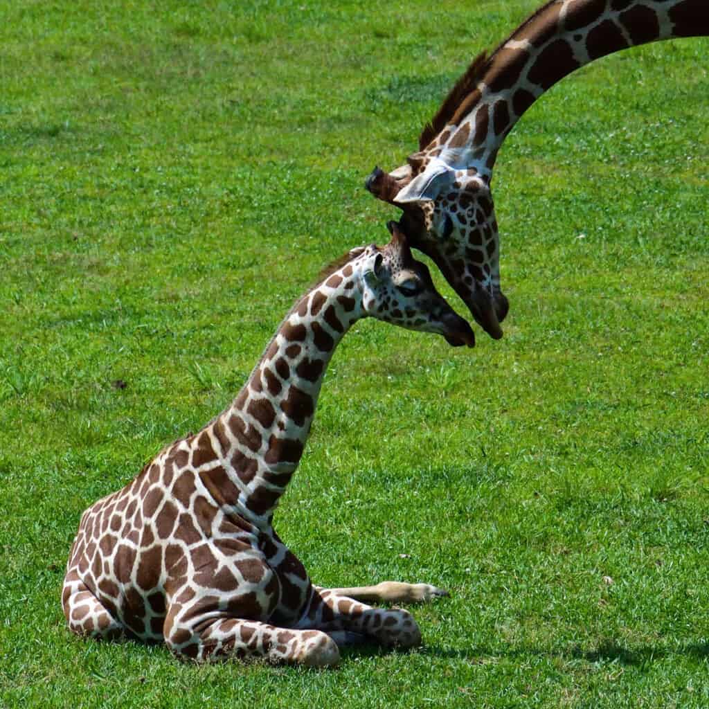 cucciolo di giraffa