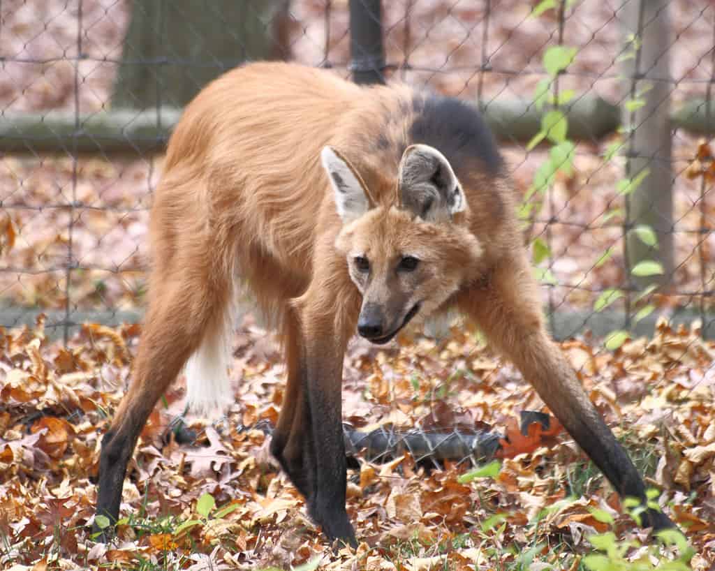 Un lupo dalla criniera (Chrysocyon brachyurus) allo zoo di Beardsley