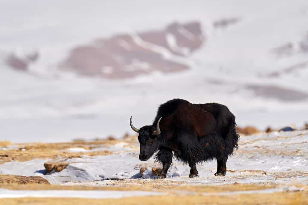 Yak selvatico, Bos mutus, grande bovide nativo dell'Himalaya, condizioni invernali di montagna, lago Tso-Kar, Ladakh, India. Yak dell'altopiano tibetano, nella neve. Toro nero con corna del Tibet innevato.