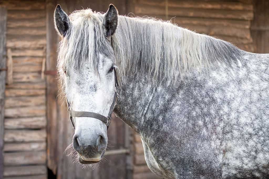 Cavallo, Maculato, Animale, Criniera di animale, Primo piano