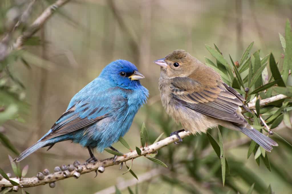 Un maschio blu brillante, a sinistra Fram, e una femmina marrone opaco, a destra frame, coppia di passeri indaco, appollaiati uno di fronte all'altro, su un ramo senza foglie, in un ambiente naturale. Gli uccelli sono un po' gonfi, il che implicherebbe che il clima sia fresco o freddo.