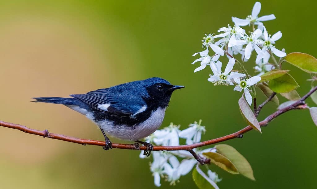 Parula azzurra gola nera, blu, Grand Bend, Ontario - Canada, Parula