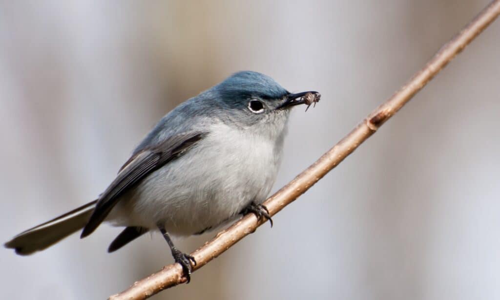 Un primo piano di un Gnatcatcher blu-grigio. Le sue lunghe penne della coda contengono sia piume nere che bianche.