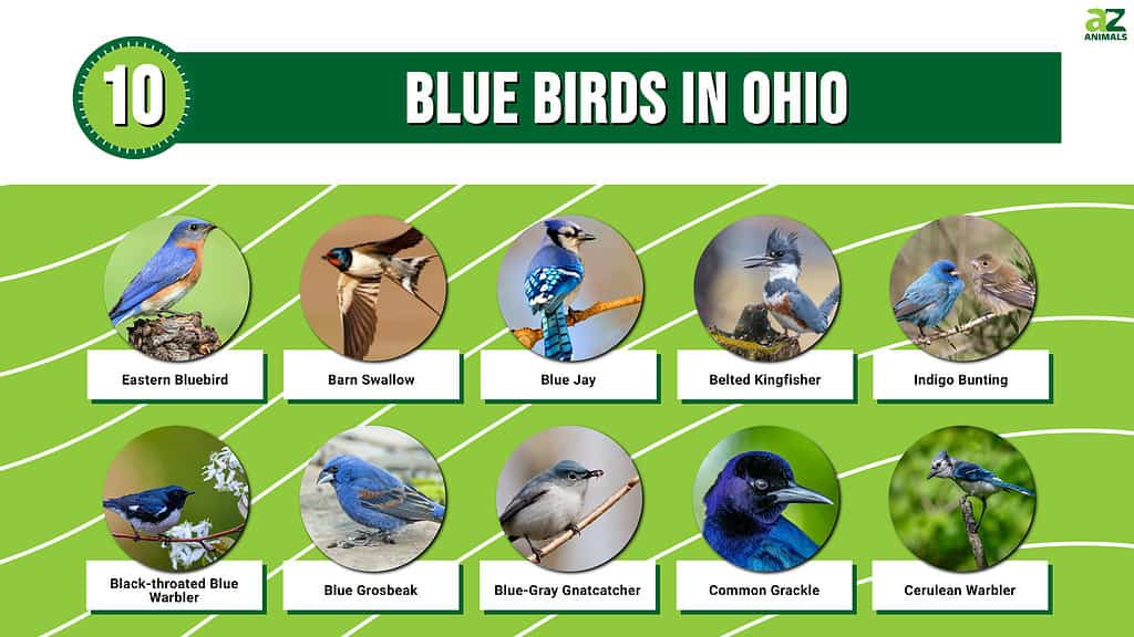 Grafico fotografico di 10 uccelli blu in Ohio