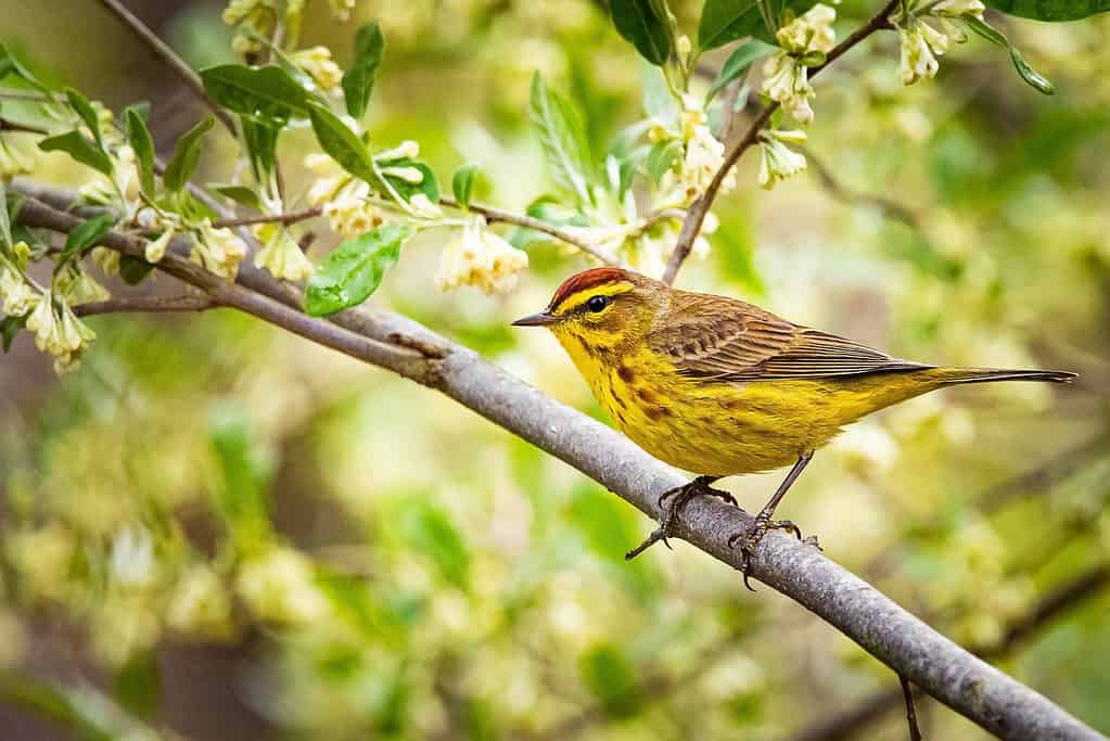 parula delle palme