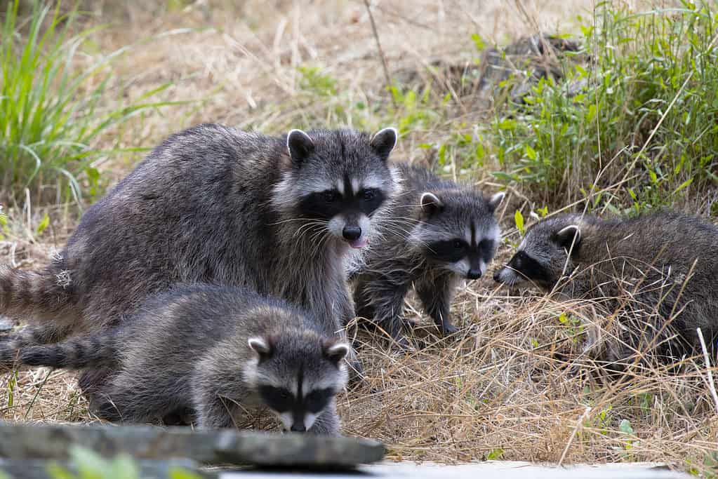 Madre procione con i cuccioli